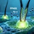 Beyond Baldness: How Lactate-Activated Follicle Therapy Could Revolutionize Hair Regrowth
