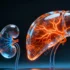 Study Reveals Organ-Specific Metabolic Responses to Fenofibrate Treatment in Rats