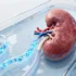 Medical Breakthrough Creates Universal Donor Kidneys Through Enzyme Treatment - Professional coverage